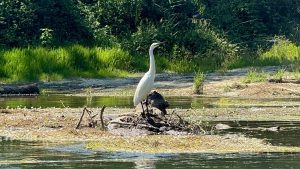 Descente éco-découverte - GRANHOTA